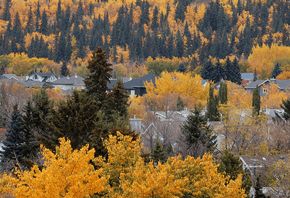 houses and trees