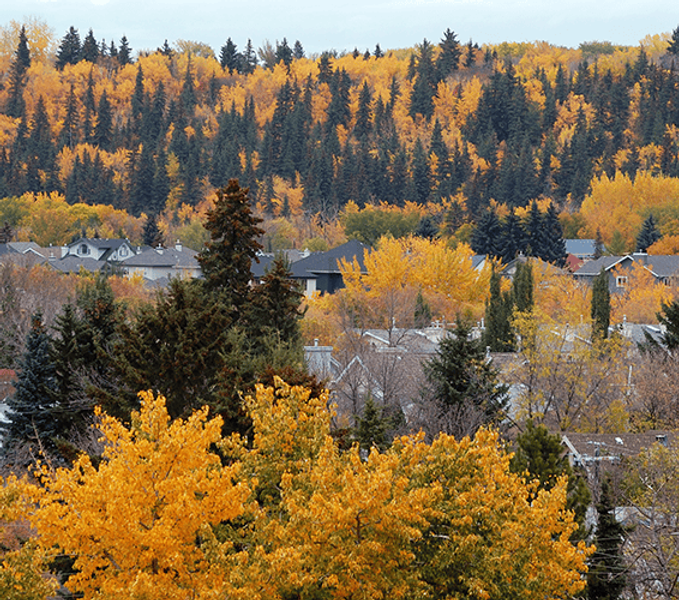 houses and trees
